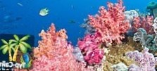 Кораллы у побережья Бразилии в опасности