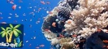 Карибские курорты спасают свои коралловые рифы