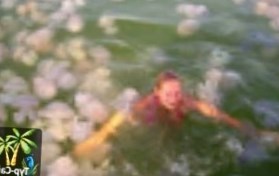 Италия: Купальщиков будут защищать от медуз