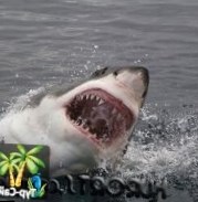 На Гавайях акула откусила туристке руку