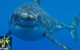 Туристка, лишившаяся руки после нападения акулы, скончалась в больнице США