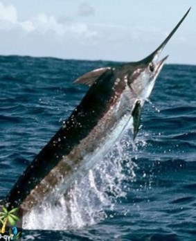В Доминикане состоится международный рыболовный турнир по ловле голубого марлина