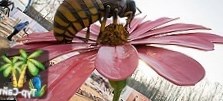 В Москве открылся парк гигантских насекомых