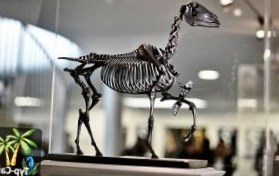 Великобритания: Скелет лошади украсит Трафальгарскую площадь