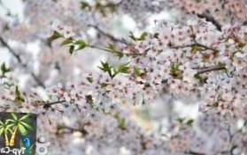 Южная Корея: Сеул отметит цветение вишни фестивалем