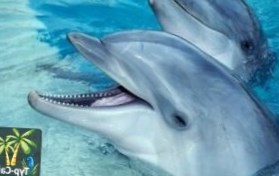 Турция: Дельфины не будут использоваться в развлекательных шоу