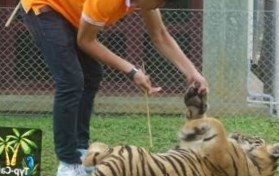 Таиланд: Поиграй с тигром на Пхукете