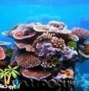 Австралийский риф и его обитатели