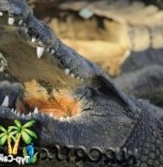 Крокодил месяц держал туриста на острове