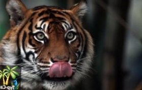 Великобритания: Власти зоопарка запретили посетителям пугать животных одеждой под леопарда