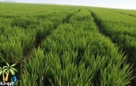 Испания приглашает посетить рисовые поля
