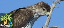 Малага предлагает туристам понаблюдать за птицами