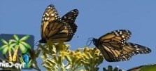 В Мексике можно понаблюдать за бабочками
