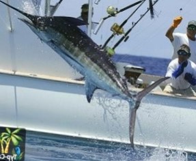 Доминикана признана лучшим направлением для рыбной ловли